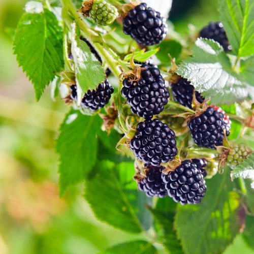 Thornfree tüskétlen szeder - Konténeres