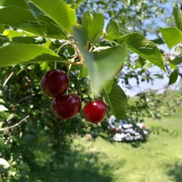Újfehértói fürtös meggy - Konténeres