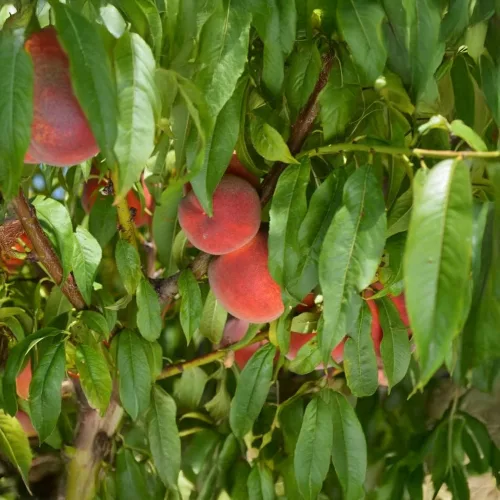 Bounty őszibarack - Konténeres