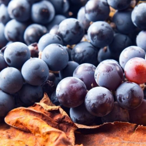 Kismis Moldavszkij magvatlan csemegeszőlő - Konténeres