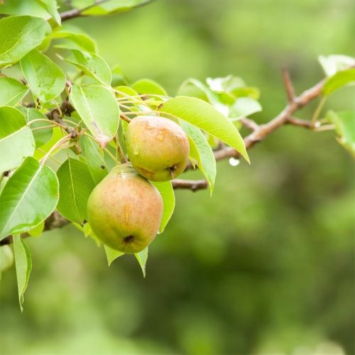 Aromata de Bistrica körte - Szabadgyökeres