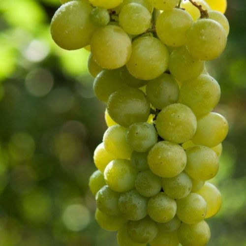 Csabagyöngye csemegeszőlő - Konténeres