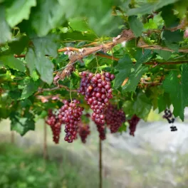 Saszla/Chasselas piros csemegeszőlő - Konténeres