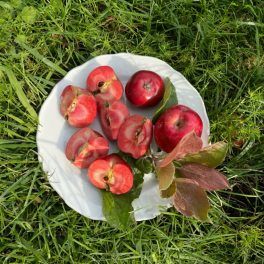 Kathy vörösbelű alma - Szabadgyökeres
