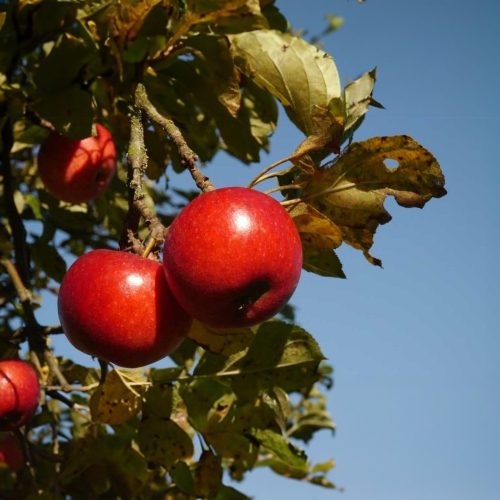 Red Jonaprince alma - Konténeres