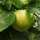 Granny Smith alma - Konténeres