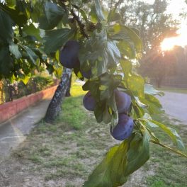 Bluefre szilva - Szabadgyökeres, Myrabolán alanyon