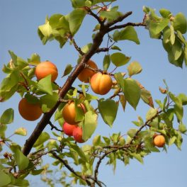 Harcot kajszi - Konténeres