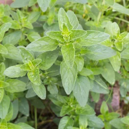   Közönséges szurokfű - Origanum vulgare 'Aurea' - Konténeres