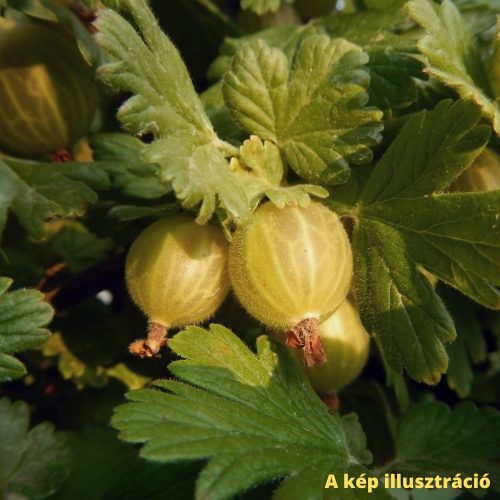 Sárgatermésű rezisztens köszméte bokor - Ribes uva-crispa 'Hinnonmaki Yellow''
