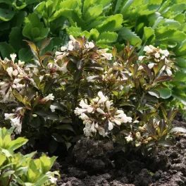 weigela-florida-black-and-white-konteneres.jpg/Weigela florida 'Black and White' törpe bokor sötét bordó-zöld levelekkel és kontrasztos fehér tölcséres virágokkal