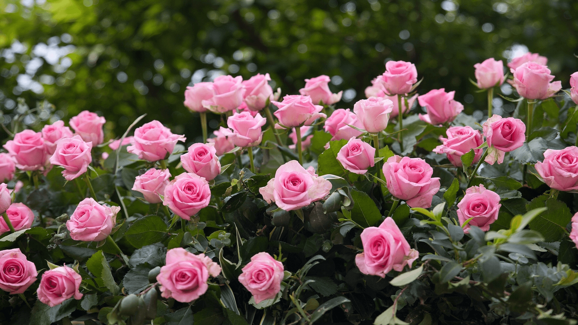 17. hét április - heti teendők a kertben (rózsák metszése, fatörzs nedvesentartása)