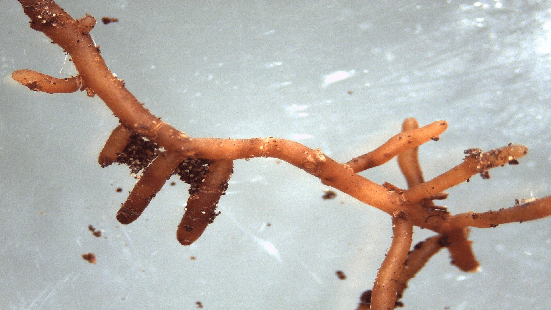 A növényimmunitás támogatója - a mikorrhiza