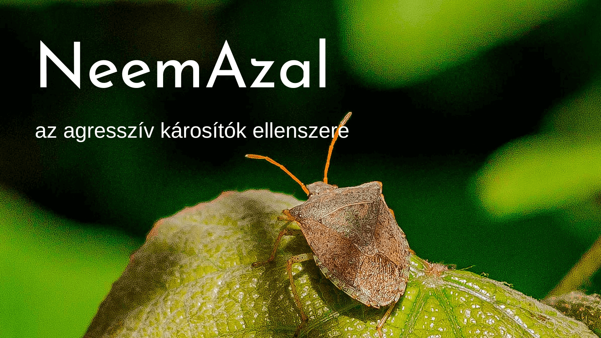 Neemazal, az agresszív rovarkárosítók ellenszere