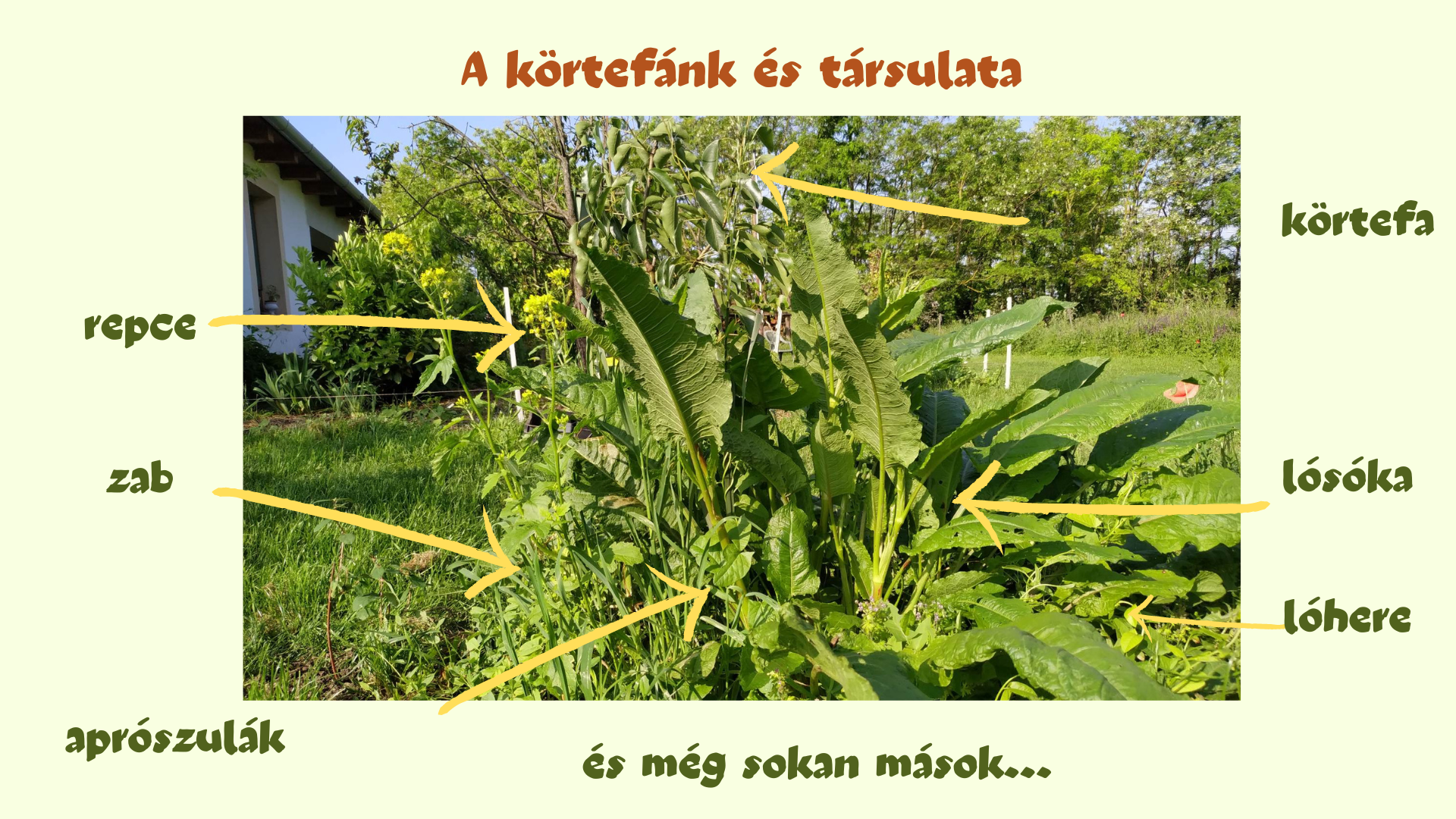 Körtefa társulás a kertemben