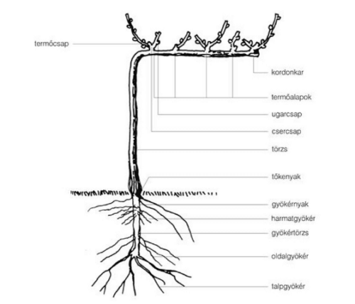 szőlő tisztítása