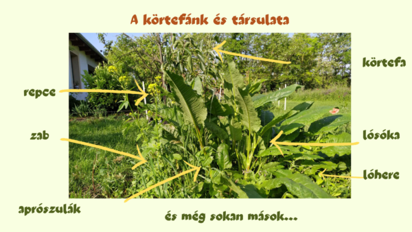 körtefa társulat