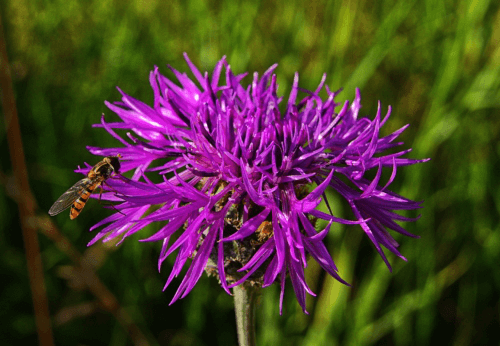 zengőlégy