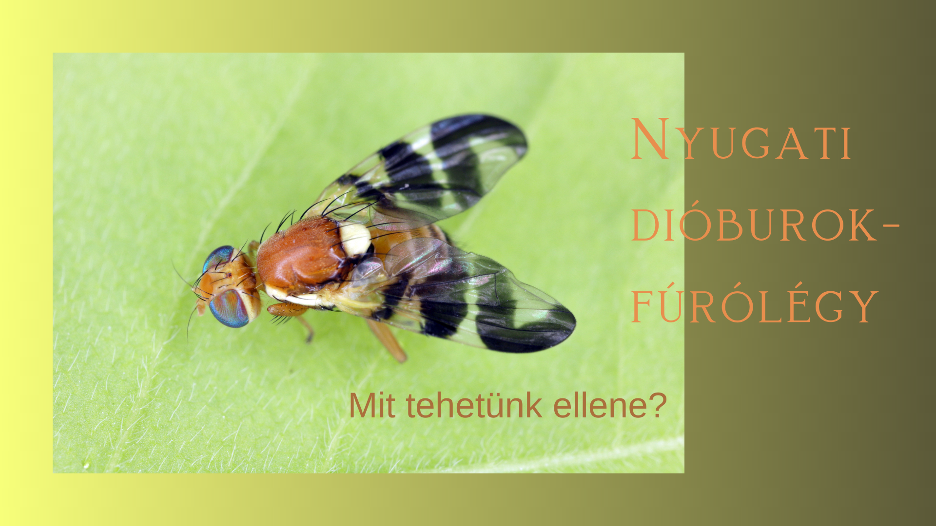 Mit tehetünk a dióburok-fúrólégy ellen?