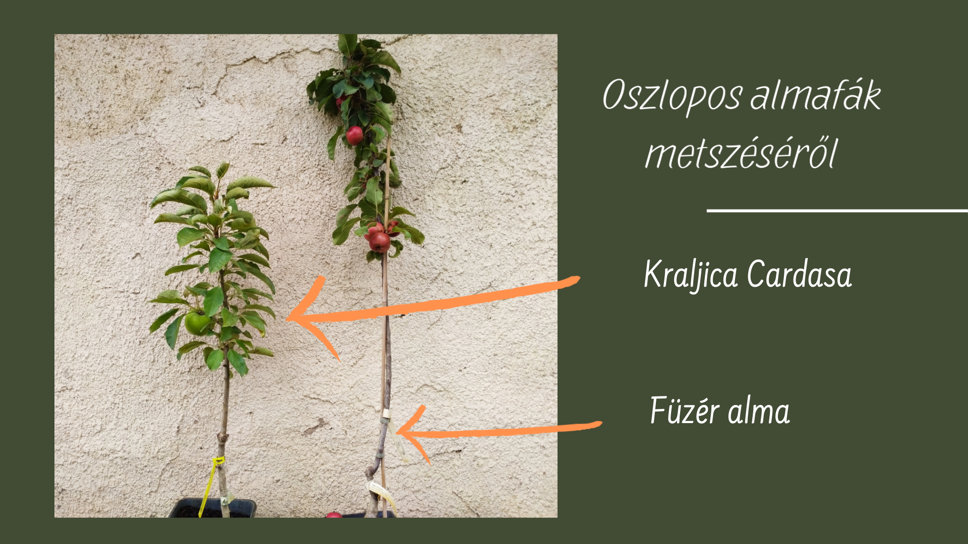 Az oszlopos fák metszéséről