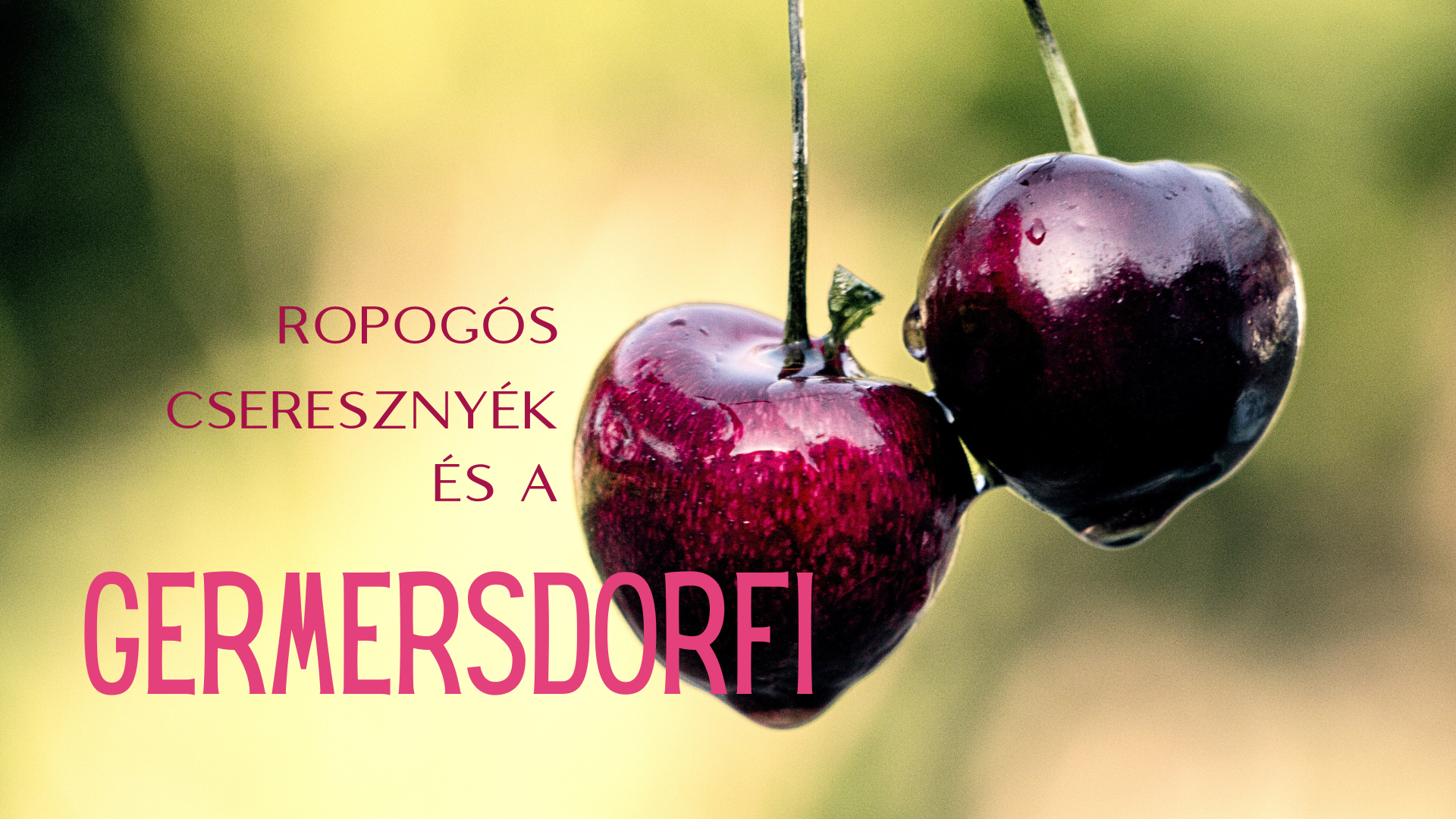 A Germersdorfi  és más ropogós cseresznyék