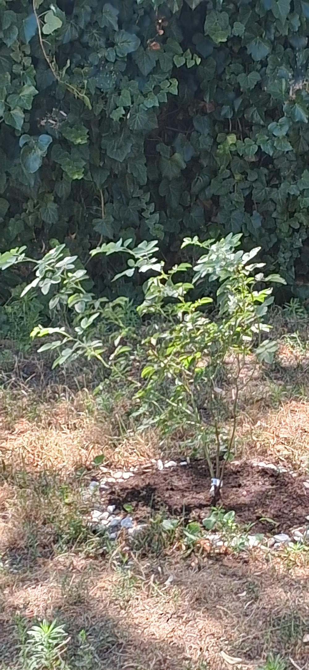 Csipkebogyó - vadrózsa - Rosa canina - Konténeres
