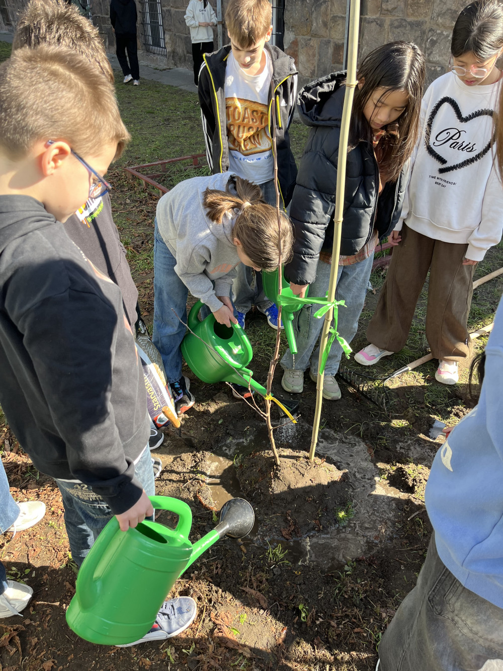 Lánycsecsű alma - Szabadgyökeres, MM106 alanyon
