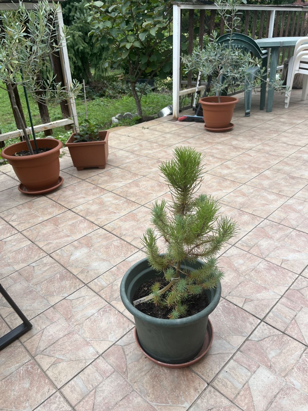 Európai mandulafenyő - Pinus pinea - Konténeres
