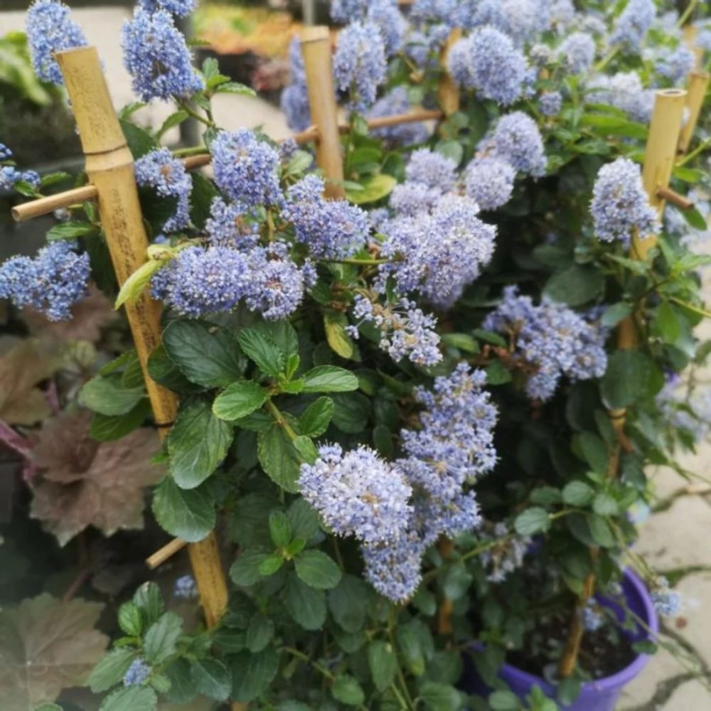Terülő kaliforniai táskavirág - Ceanothus thyrsifoflorus var. repens - Konténeres