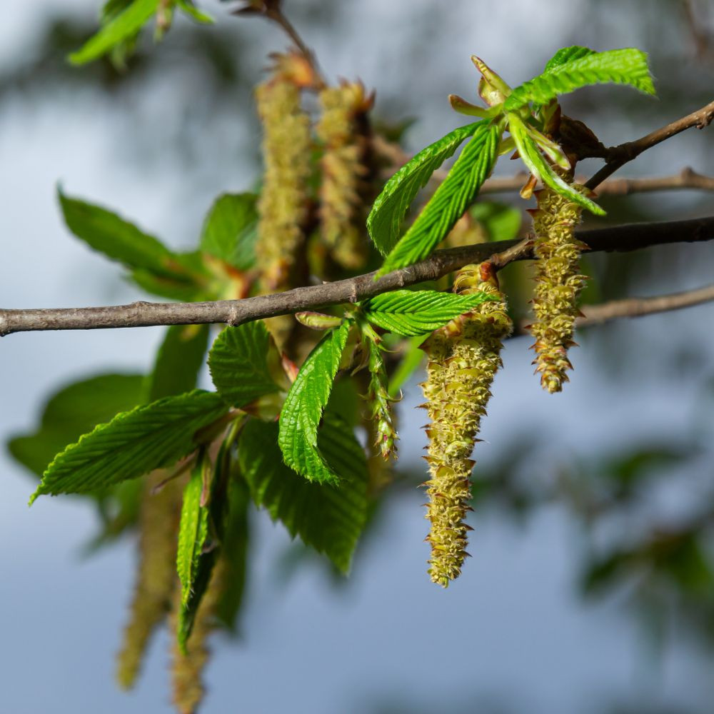 Közönséges gyertyán - Carpinus betulus - Konténeres