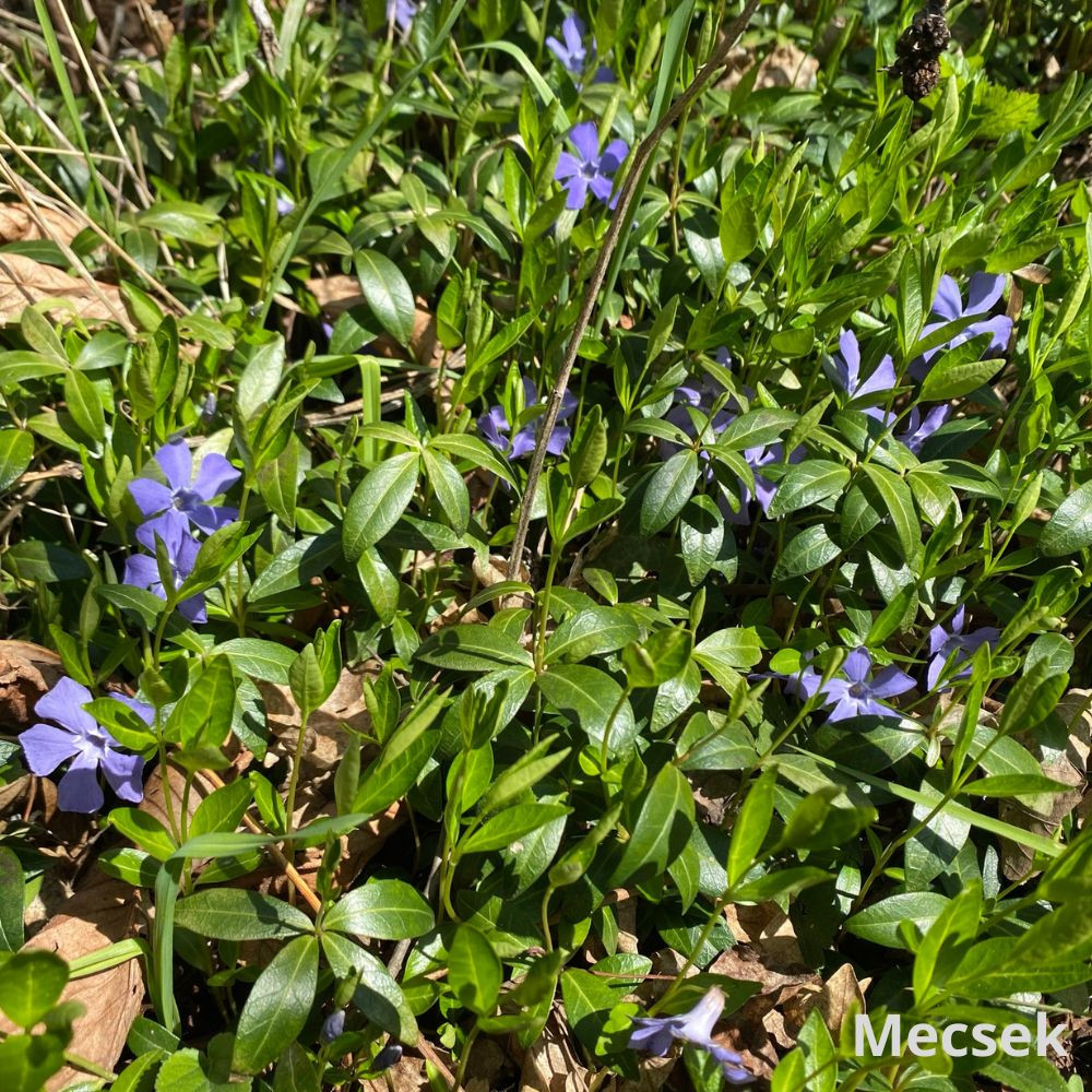 Kis meténg - Vinca minor - Konténeres