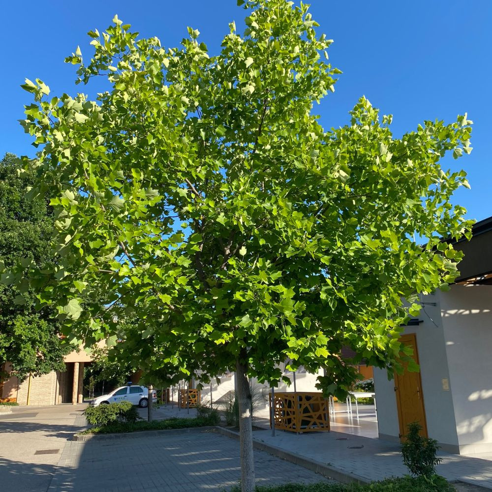 Liriodendron tulipifera - Amerikai tulipánfa - Konténeres