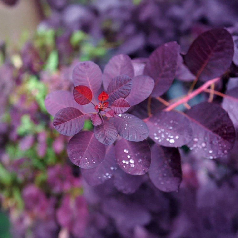 Pompás cserszömörce - Cotinus coggygria 'Royal Purple'® - Konténeres Pompás cserszömörce - Cotinus coggygria 'Royal Purple'® - Konténeres