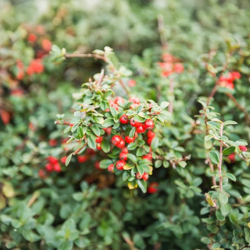 Bella madárbirs - Cotoneaster 'Bella' - Konténeres