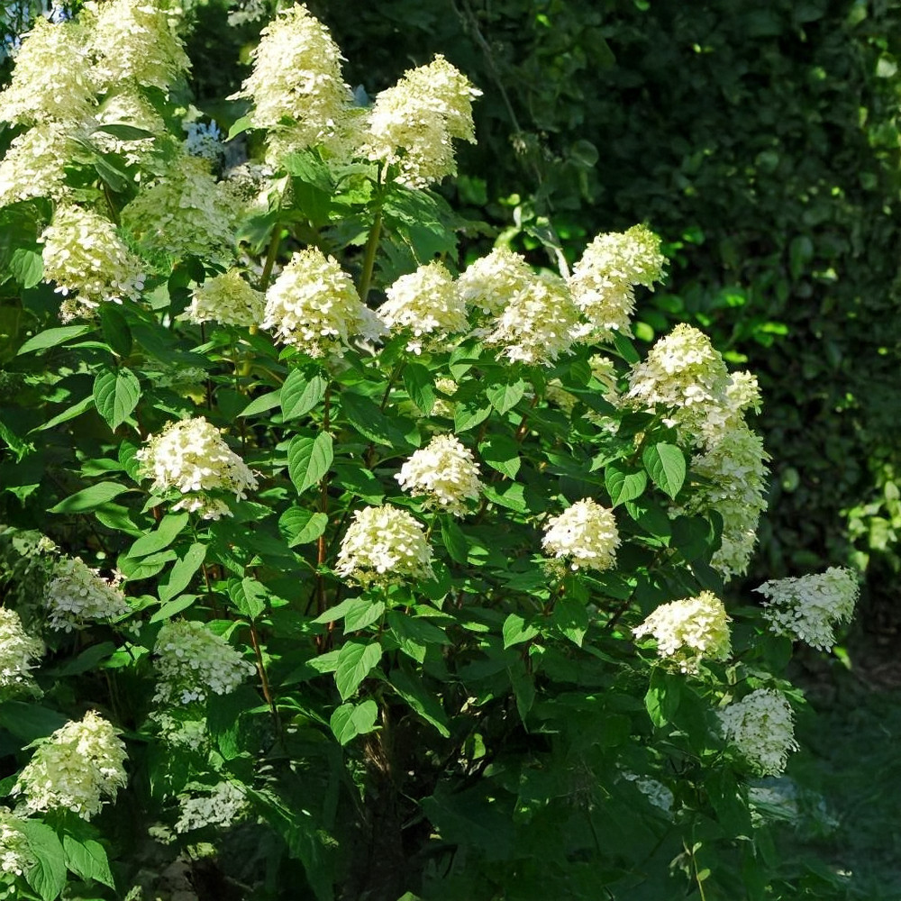 Fehérvirágú cserjés hortenzia - Hydrangea paniculata 'Limelight' - Konténeres