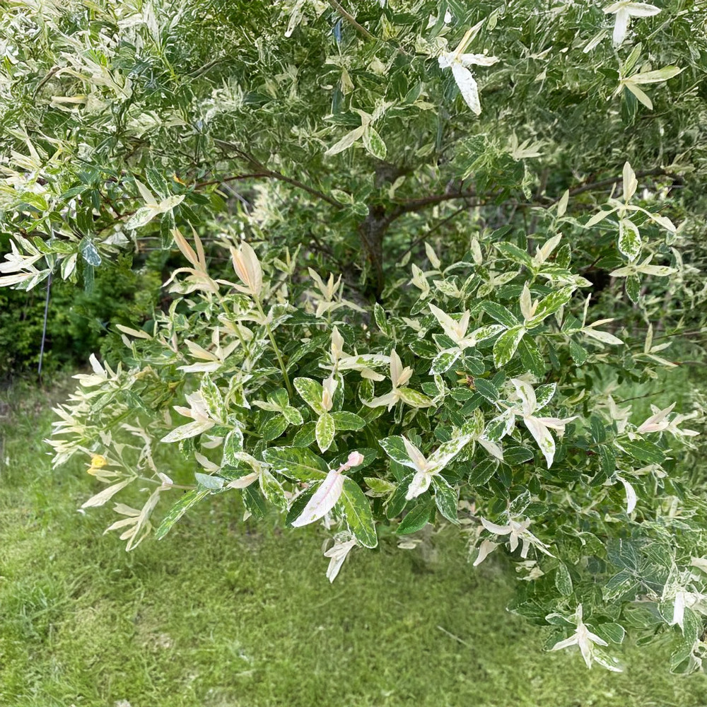 Tarka japán fűz - Salix integra 'Hakuro-nishiki' - Bokor