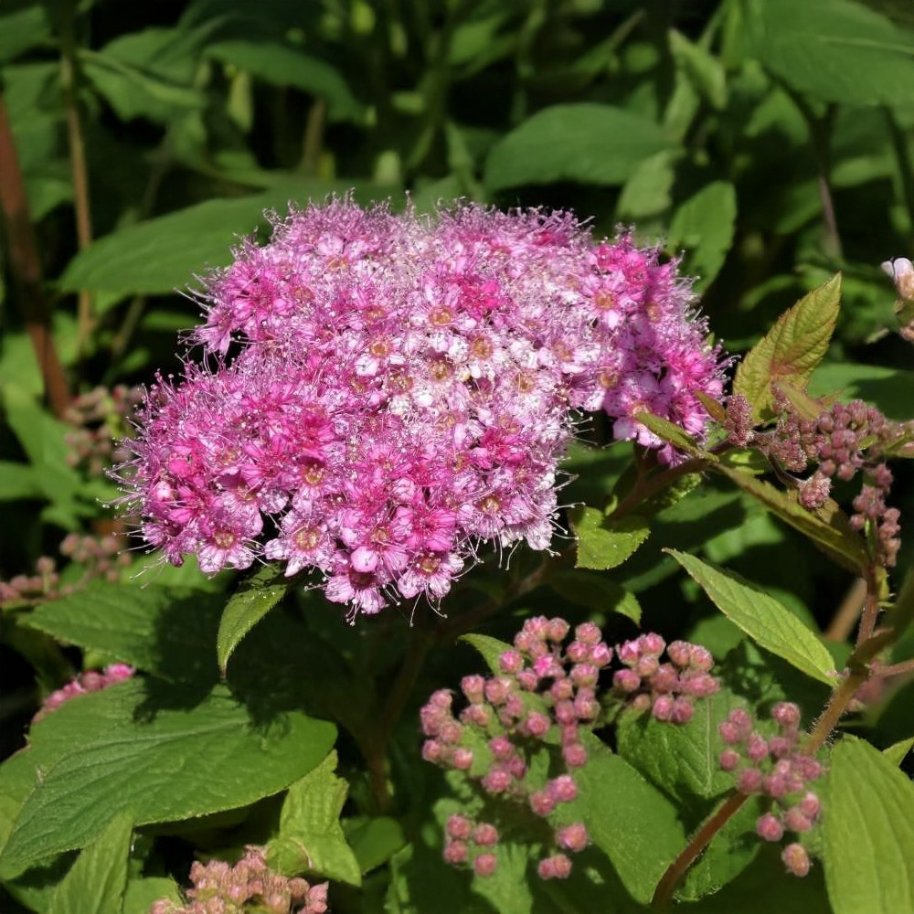Rózsás gyöngyvessző - Spiraea japonica 'Crispa' - Konténeres Rózsás gyöngyvessző - Spiraea japonica 'Crispa' - Konténeres