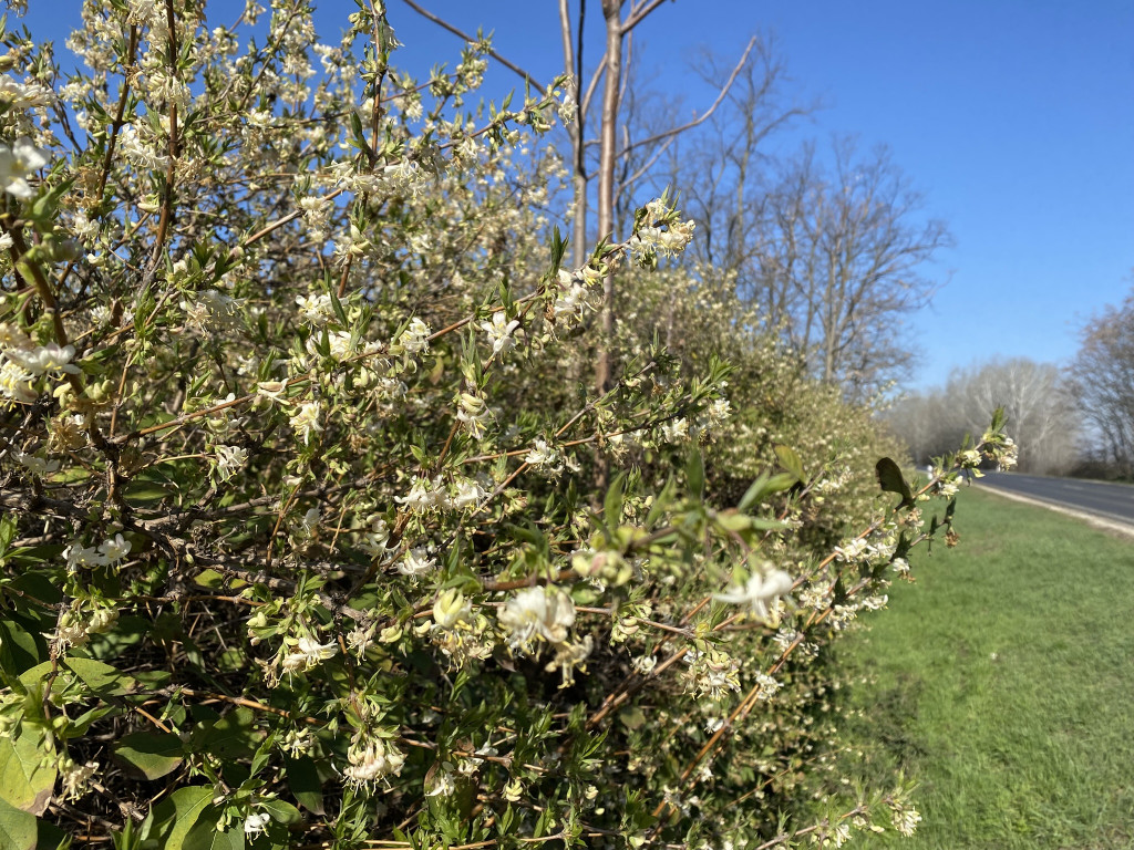 Illatos lonc - Lonicera fragrantissima - Konténeres