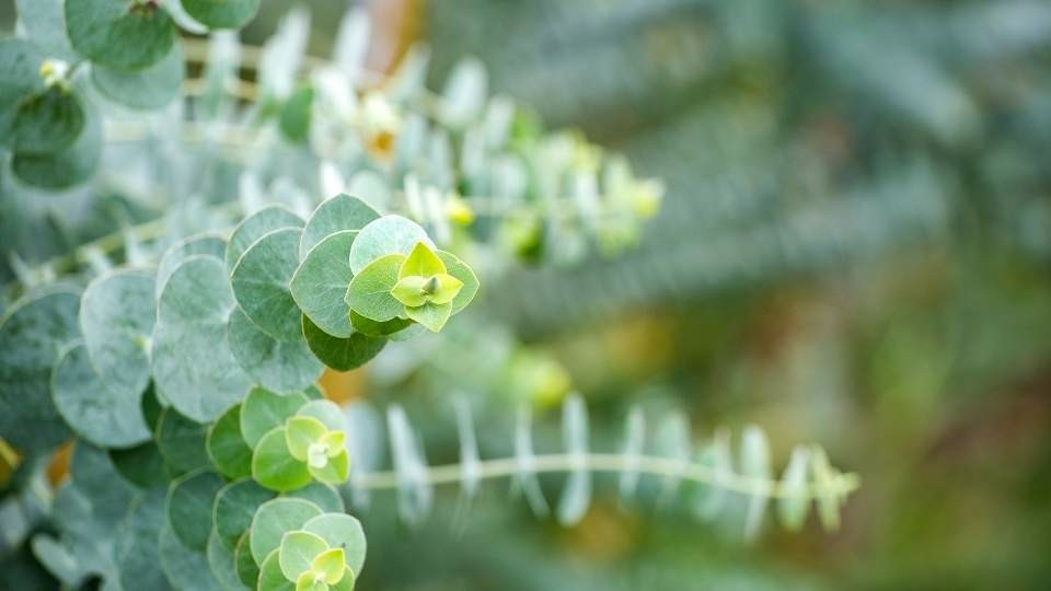 Ezüst lombú eukaliptusz - Eucalyptus cinerea 'Silver Dollar' - Konténeres