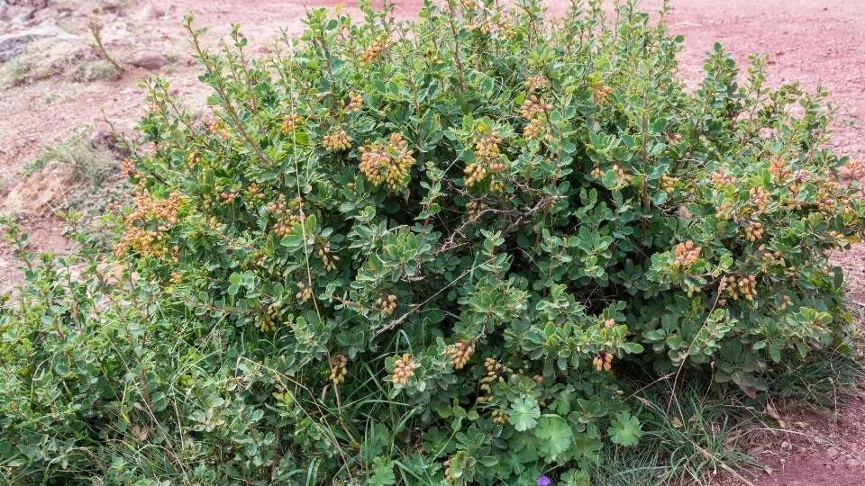 Sóskaborbolya - Berberis vulgaris - Konténeres