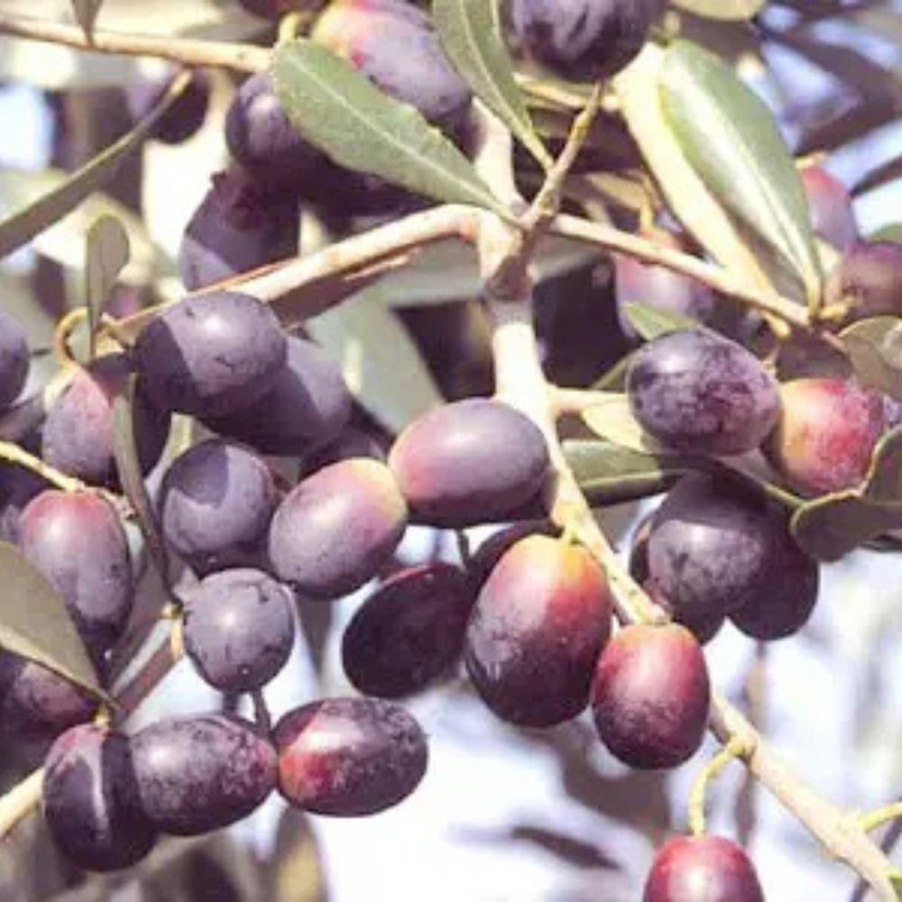 Olajfa - Olea europea ’Leccino’ - Törzses - Konténeres