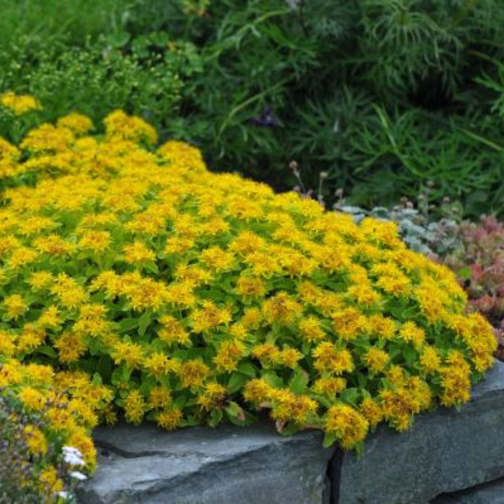Sedum kamtschaticum - Kamcsatkai varjúháj