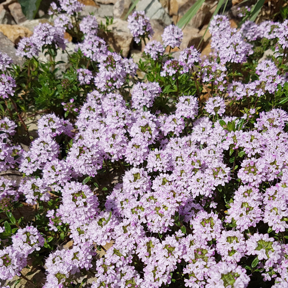 Kakukkfű - Thymus vulgaris L. - Konténeres