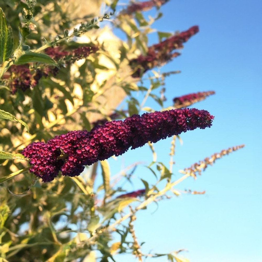 Pompás nyáriorgona - Buddleja davidii 'Royal Red' - Konténeres
