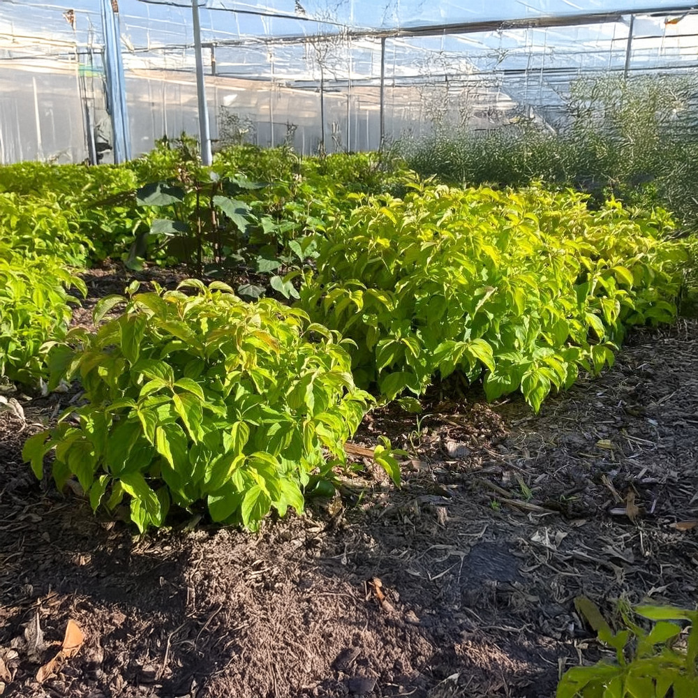 Talajtakaró törpe som - Cornus sericea 'Kelseyi' - Konténeres