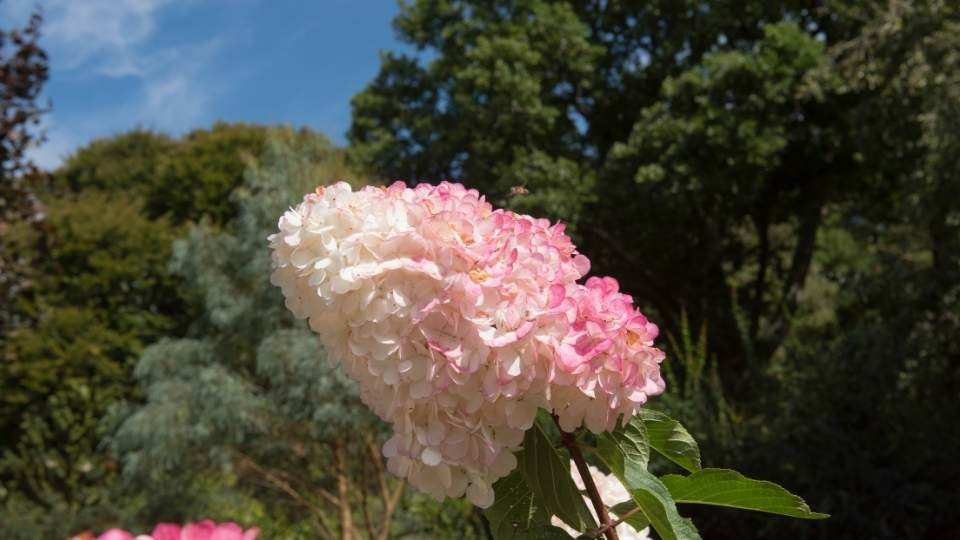 Rózsás virágú bugás hortenzia - Hydrangea paniculata 'Phantom' - Konténeres