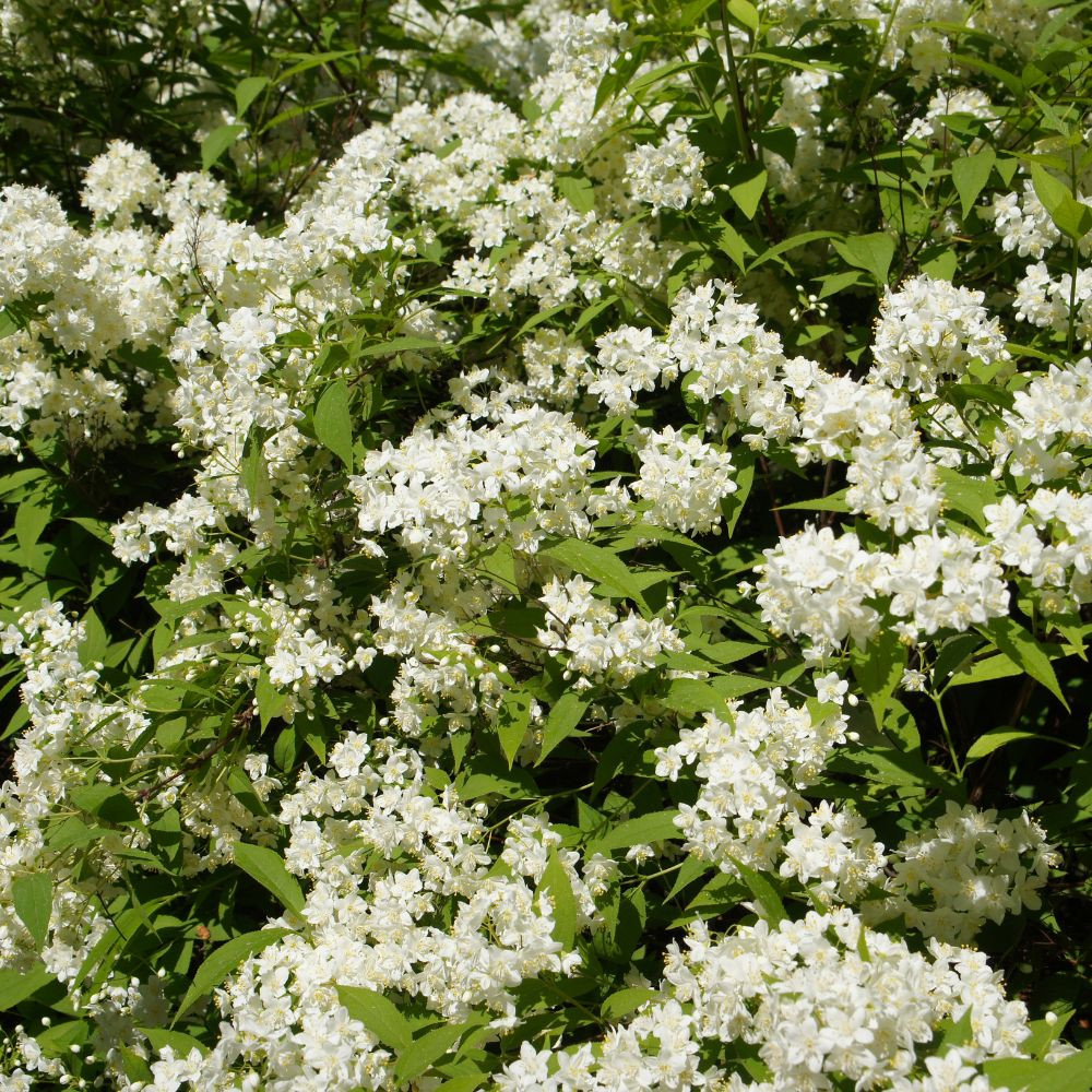 Illatos jezsámen - Philadelphus virginalis ’Schneesturm’ - Konténeres