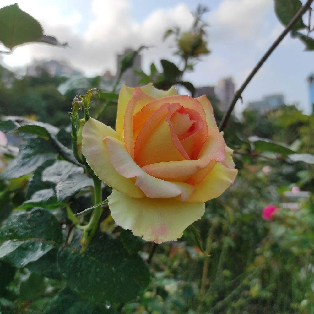 Béke magastörzsű rózsa - Rosa ’The Peace’ - Konténeres