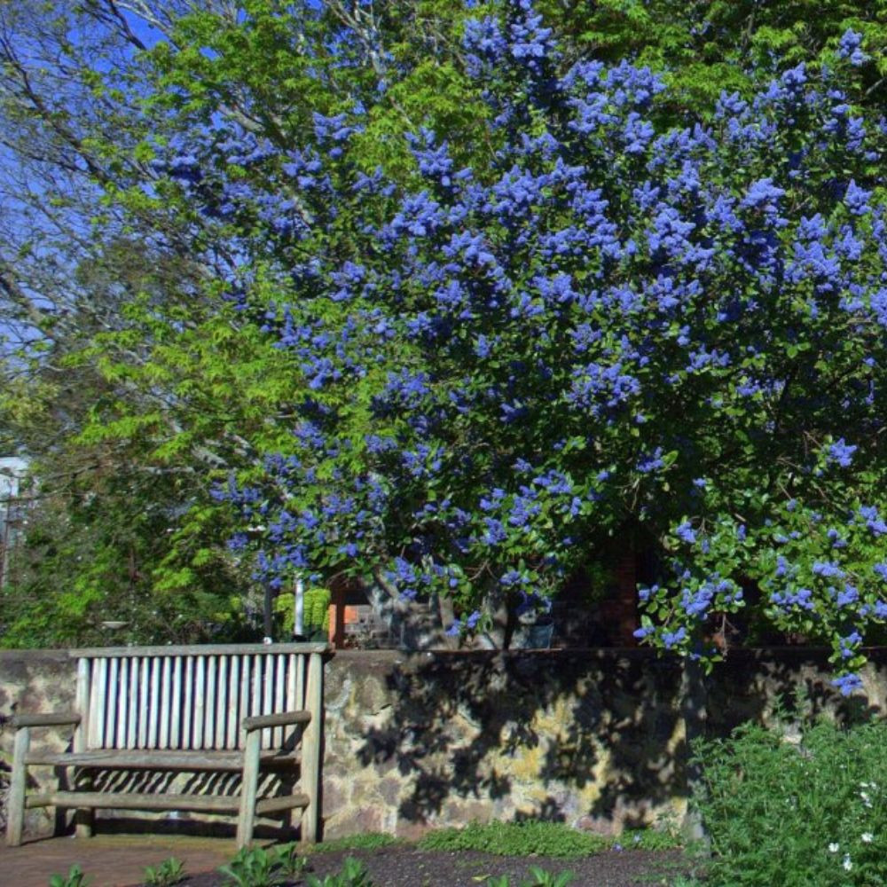 ’Trewithen Blue’ kék táskavirág - Ceanothus arboreus ’Trewithen Blue’ - Konténeres