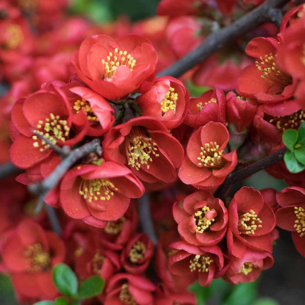 Piros virágú japánbirs - Chaenomeles x superba 'Nicoline' - Konténeres